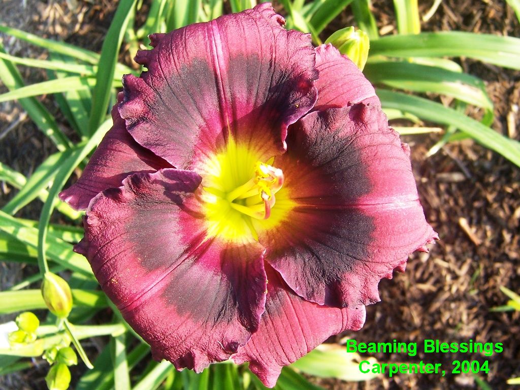 Beamming Dan's Designer Daylilies - BEAMING BLESSINGS